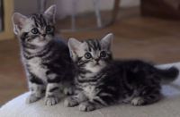 Chatons British Shorthair  Donner