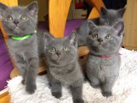 Don chatons chartreux