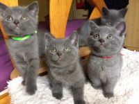 Don chatons chartreux