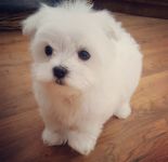 Chiots Bichon maltais pour adoption