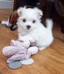 Chiots Bichon maltais pour adoption