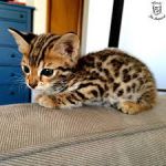 Manifique Chaton Bengal a Donner