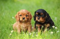 Chiots cavalier king charles