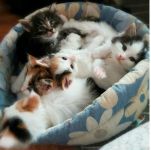 Adorable chatons tricolore et tigre a donner