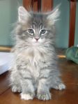 Chaton Maine coon