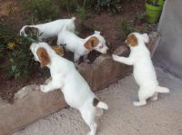 adorables chiots jack russel non lof