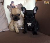 chiot bouledogue franais LOF