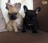 chiot bouledogue franais LOF