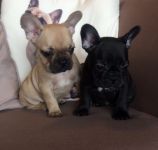 chiot bouledogue franais LOF