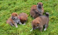 Chiots Shiba INU