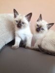 Superbes chatons siamois  adopter