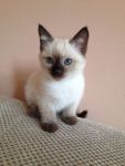 Superbes chatons siamois  adopter