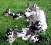 Adorables Chiots Husky Siberien