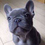 Adorable chiot  Bulldog  A Donner