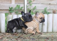 chiots Bouledogue franais