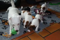 Chiots jack russel disponible