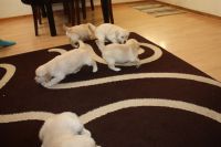 MAGNIFIQUES CHIOTS GOLDEN RETRIEVER