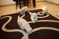 MAGNIFIQUES CHIOTS GOLDEN RETRIEVER