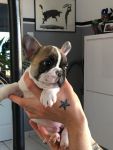 Bouledogue Franais a donner