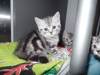 Chatons British Shorthair