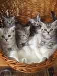 Adorable chatons British shorthair a donner