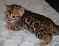 Magnifique Chaton Bengal A Donner