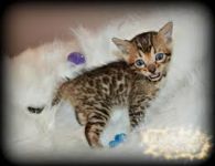 Magnifique Chatons Bengal A Donner