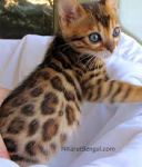 Magnifique Chaton Bengal A Donner