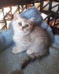 Adorable Chatons British shorthair a donner