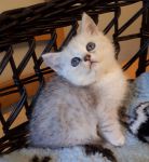 Adorable Chatons British shorthair a donner