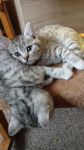 Adorable Chatons British shorthair a donner