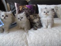 Adorable Chatons Persan A Donner
