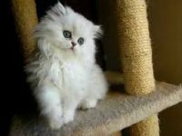 Magnifique Chatons Persan A Donner