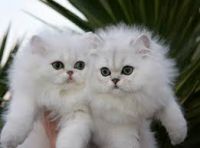 Adorable Chatons Persan A Donner