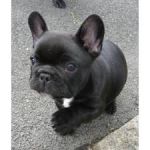 Adorable chiots Bulldog A Donner