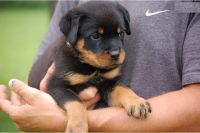 Magnifiques chiots Rottweiler