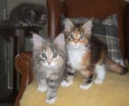 Donne 3 chatons maine coon mle et femelles