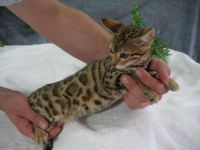 Magnifique Chatons Bengal A Donner