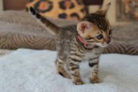 Adorable Chatons Bengal A Donner