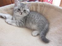 Adorable Chatons British shorthair a donner