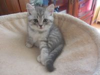 Adorable Chatons British shorthair a donner