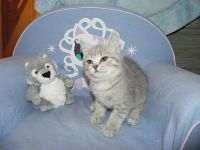 Adorable Chatons British shorthair a donner