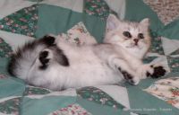 Adorable Chatons British shorthair a donner