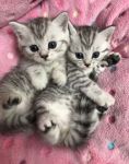 Don de deux magnifique chatons british shorthair t