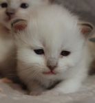 Chatons birman a donner