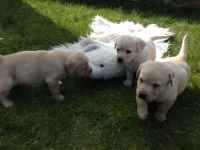 adorables chiots Golden Labrador non lof