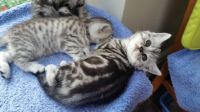 Splendides chatons British Shorthair