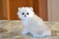 Adorable Chatons Persan A Donner