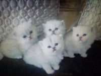 Magnifique Chatons Persan A Donner