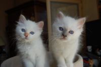 Je donne chatons blan neige